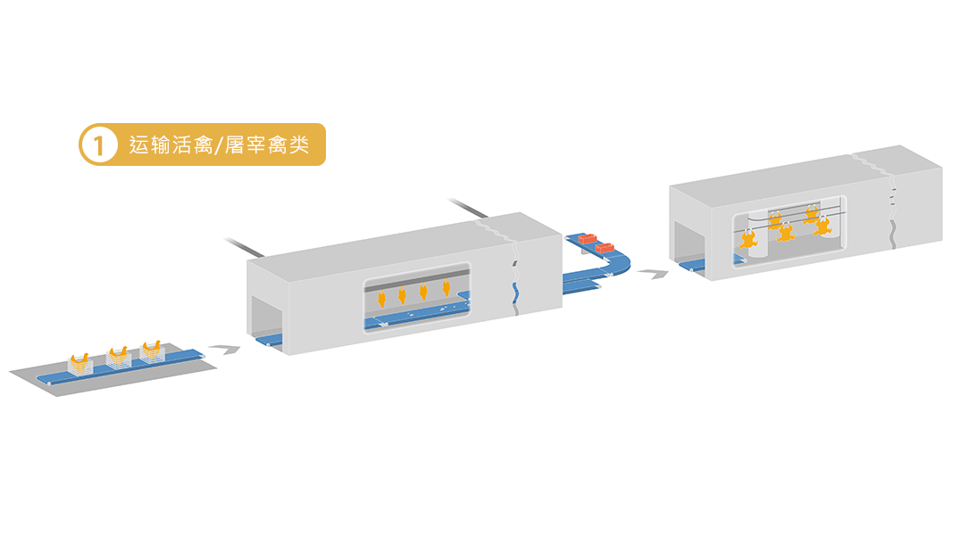 运输活禽/屠宰禽类