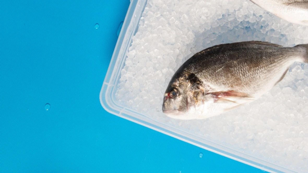 Fish on blue belt