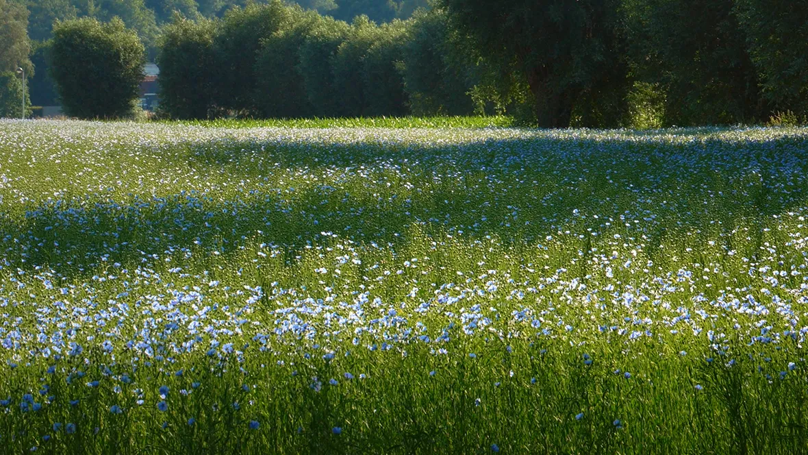 Flax in the field