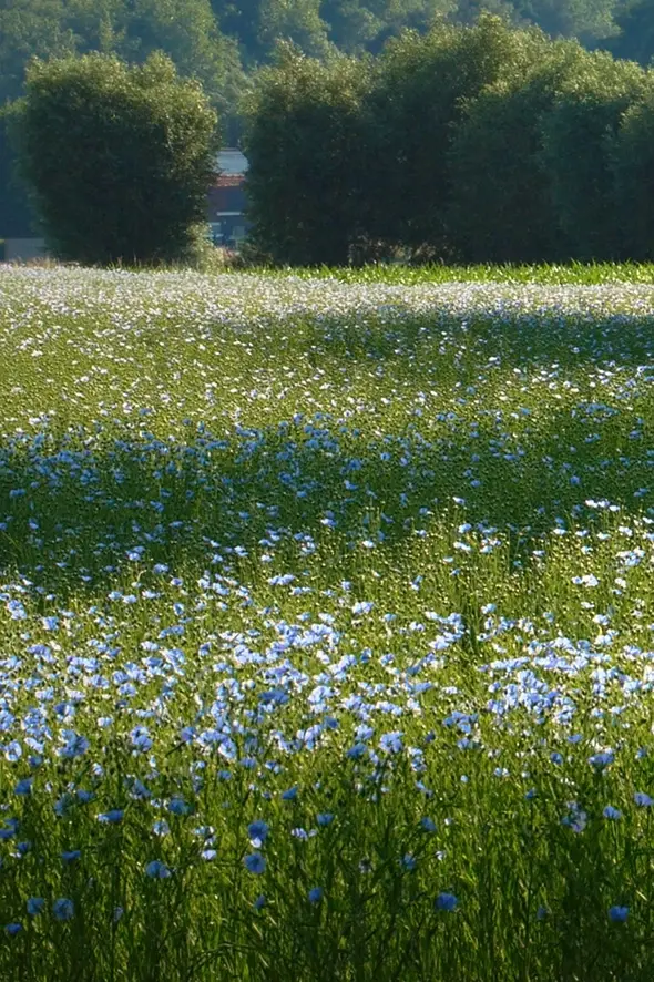 Vlasbloemen_grondstof voor linoleum