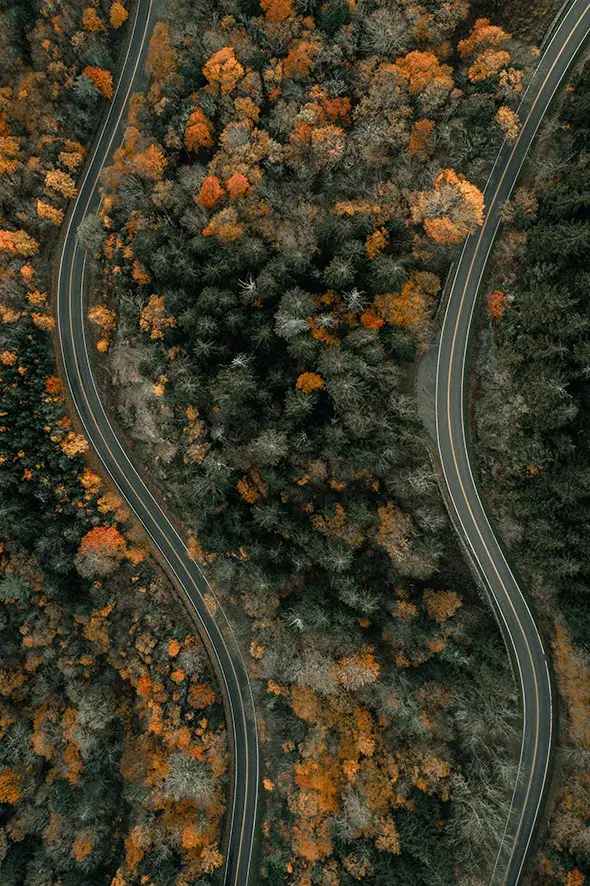 Forbo - Kronkelende wegen door bos | Foto door Clay Banks, met dank aan Unsplash.com