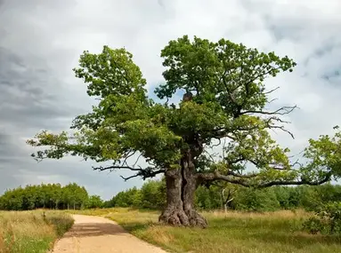 tree
