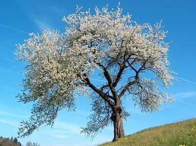 tree