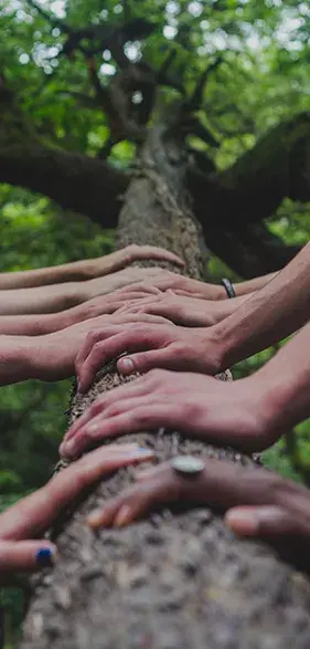 Multiple hands on tree | Photo by Shane Rounce on Unsplash