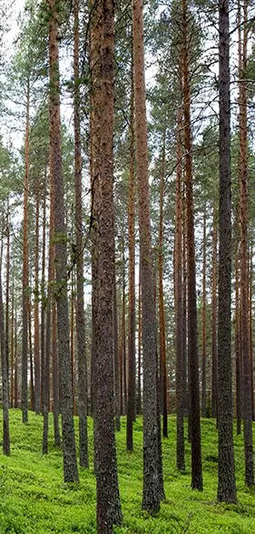 Revêtement de sol moins d'émissions | Forbo Flooring