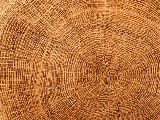 wood grain sustainibility