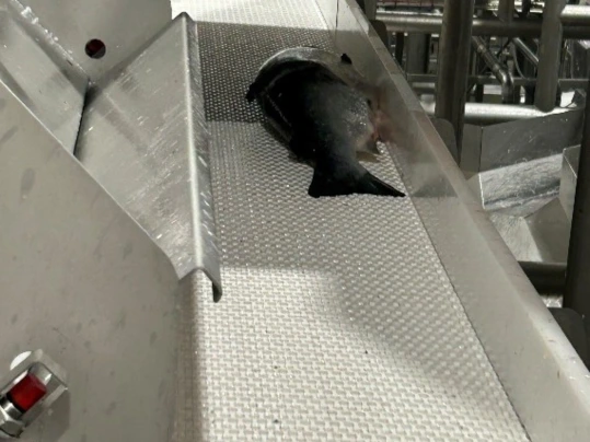 Fisch on Prolink