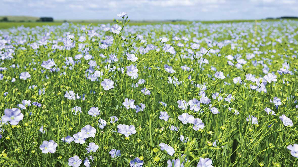 Flax flower field Marmoleum natural raw materials 