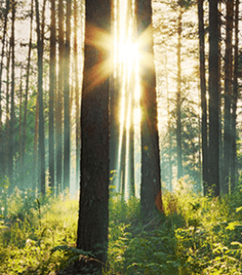 Trees Environment Green sun