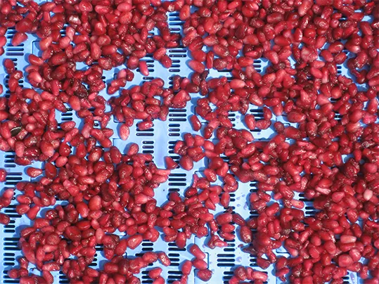 Pomegranate