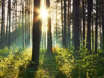 Image of the sun shining through a forest of trees