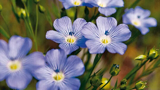 Flax blomster