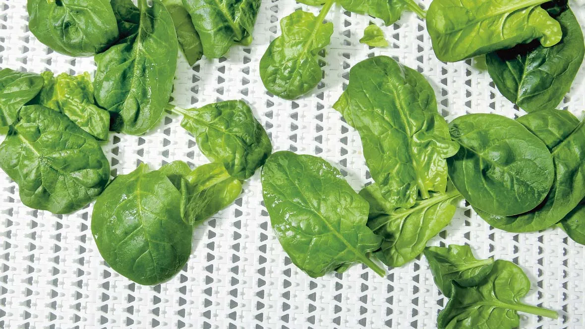 Food: Forbo Siegling Prolink plastic modular belt with fresh spinach.