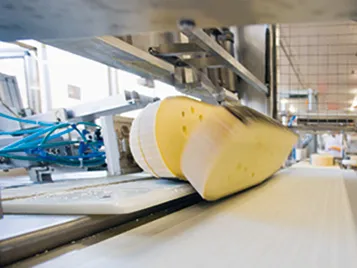 Conveyor belts for the dairy industry