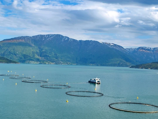 Salmon farm