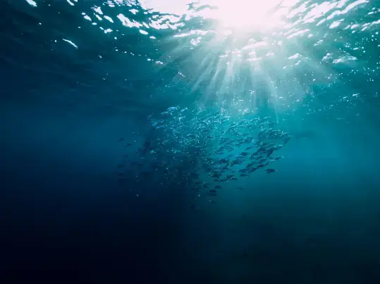 Unterwasser Ansicht  Meer