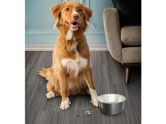 Petproof - cinch loc seal