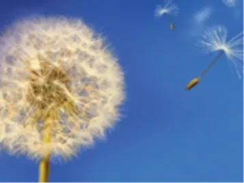 Environment dandelion sky