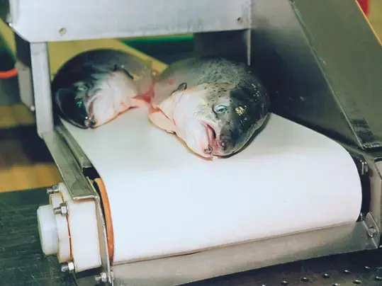 Fish on a white Forbo conveyor belt