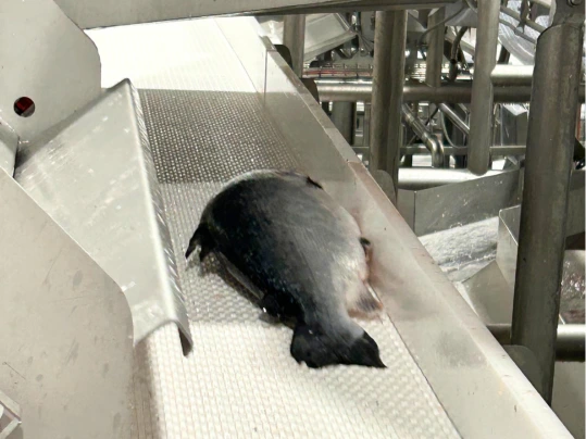 Fresh salmon fish on Prolink S10