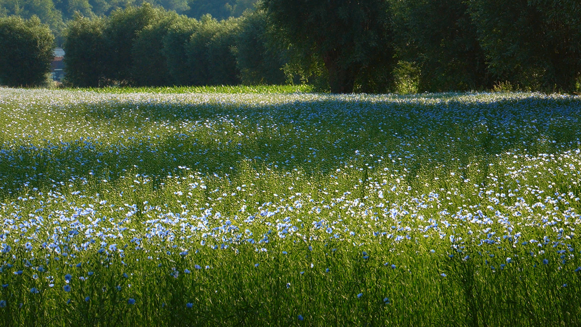 Flax flower field
