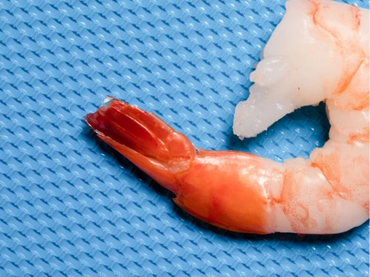 Shrimp on Transilon