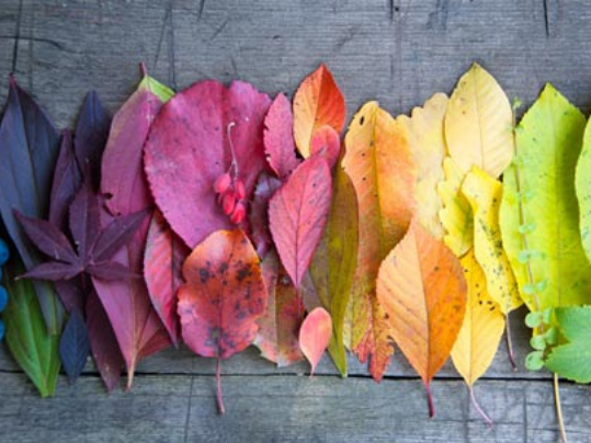 Blog Karen Haller coloured leaves