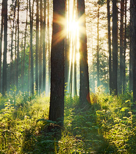 Trees Environment Green sun