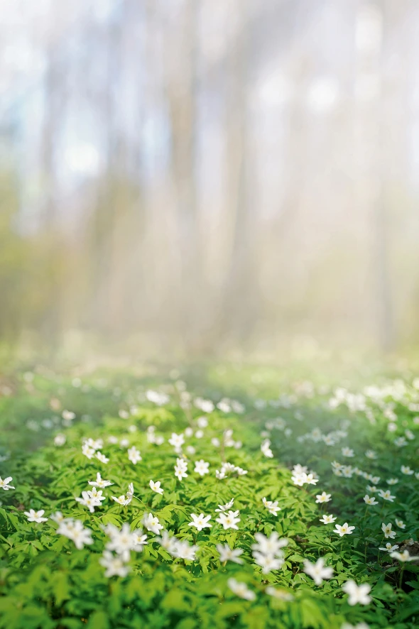 Forest sustainability