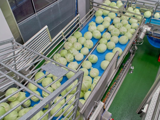 Cabbages on Forbo Belts