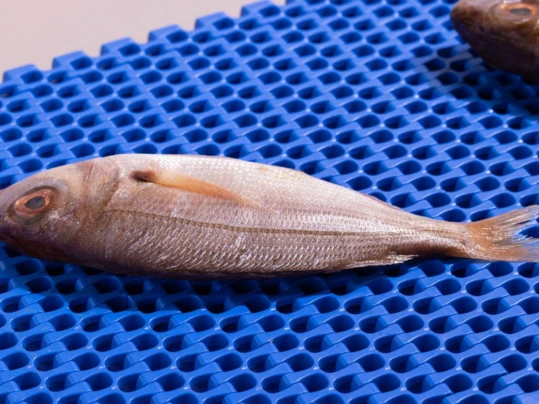 Fish on Series 18
