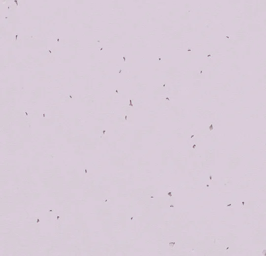 50234 lilac