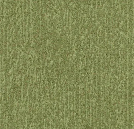 t545027 Canyon kelp