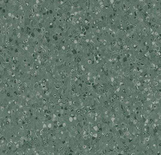 51078 Contrast kelp