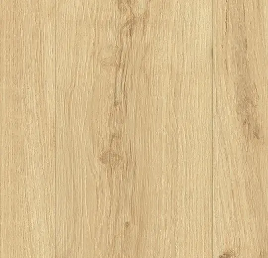 240103 California Oak