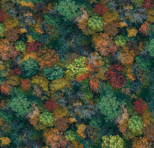 000691 Forest Canopy