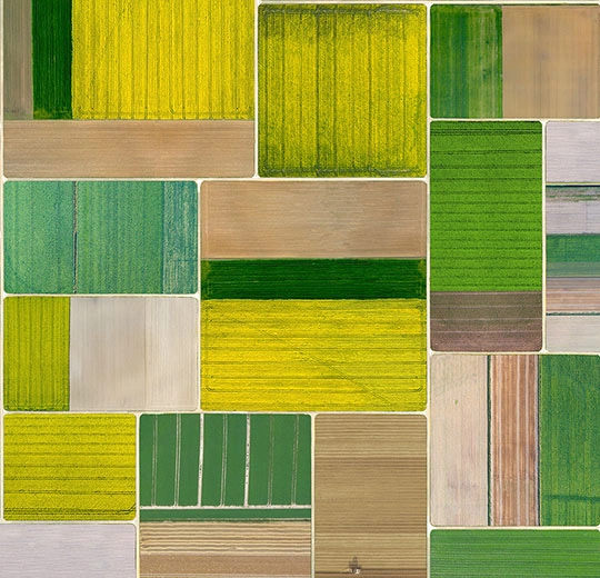 000704 Corn Fields