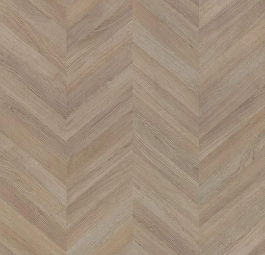 8623P4319 Hungarian point oak medium