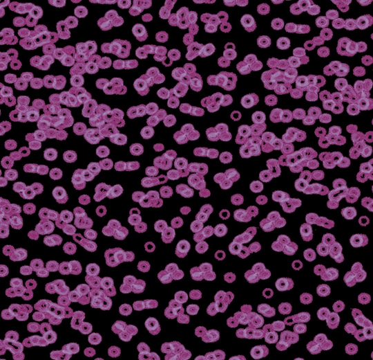 990104 Bacteria