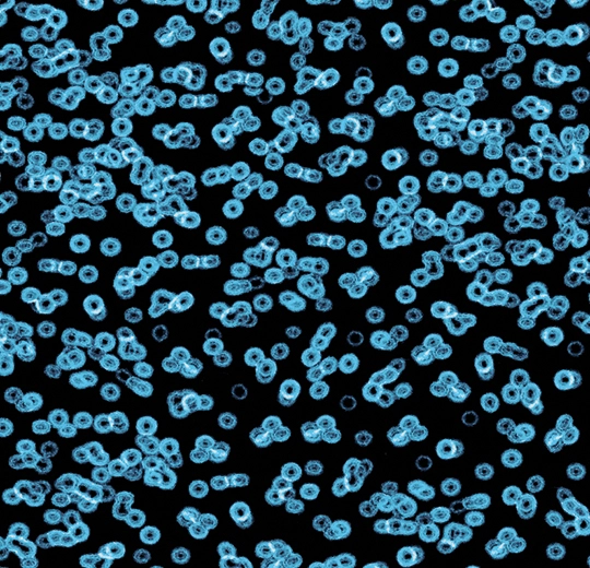 990105 Bacteria