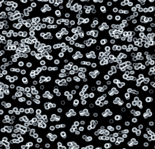 990106 Bacteria