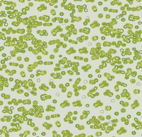 990203 Bacteria