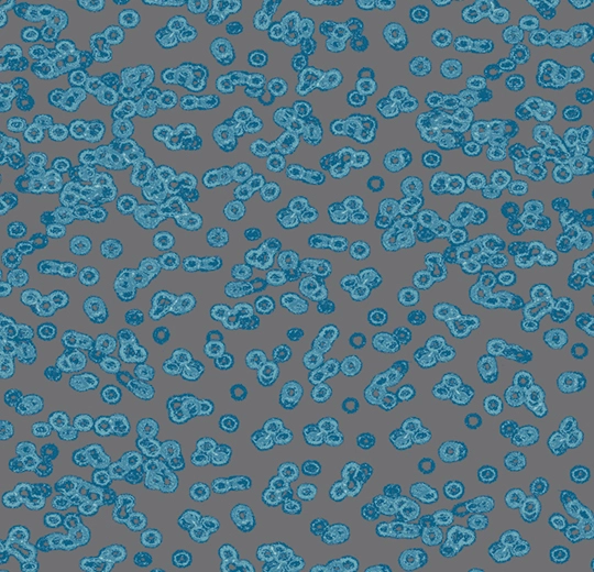 990303F Bacteria