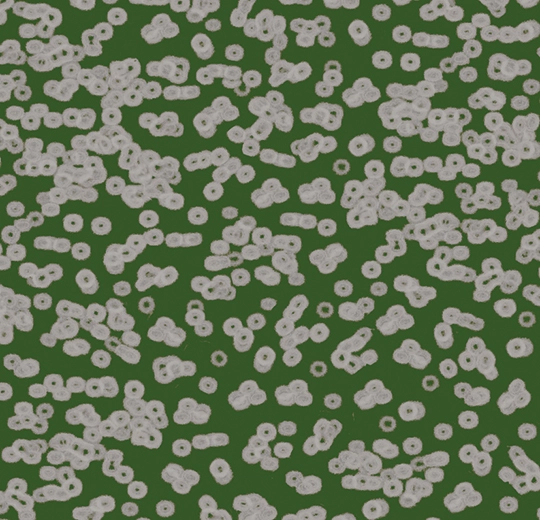 990403 Bacteria