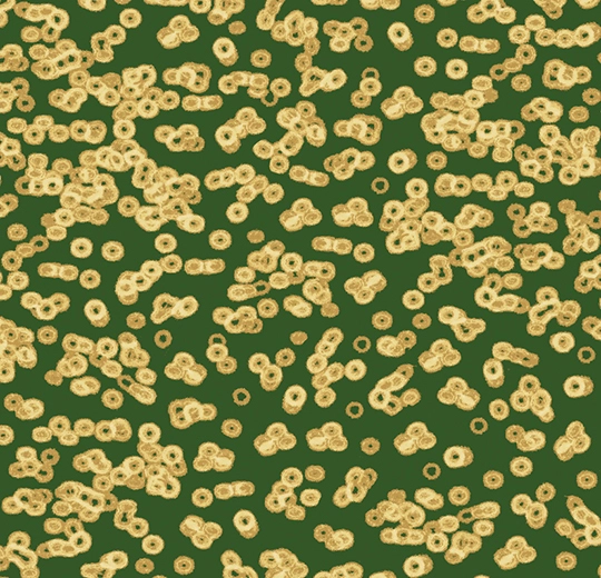 990502 Bacteria