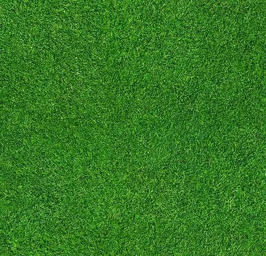 000369E grass