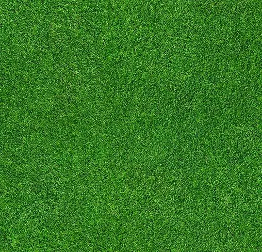 000369FR grass