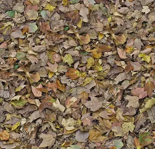 000509E autumn leaves - green