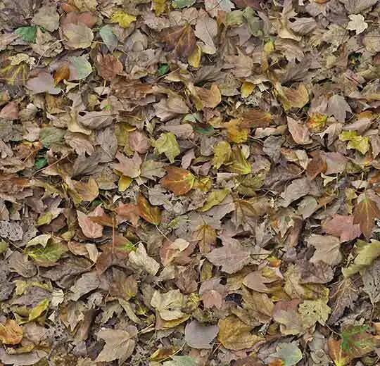 000509FR autumn leaves - green
