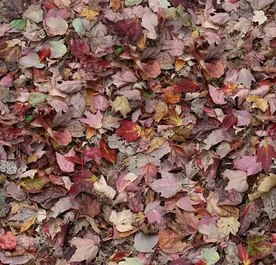 000532E autumn leaves - red